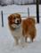 つくばわんわんランドと老犬ホームについて語るスレ
