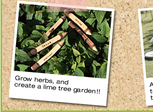 Grow herbs, and create a lime tree garden
