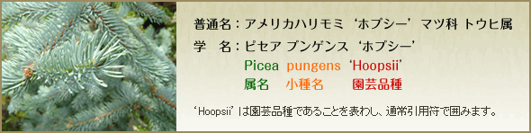植物の名称について（アメリカハリモミ'ポプシー’マツ科　トウヒ属　の場合）
