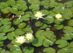 ヒツジグサ(浮葉植物)