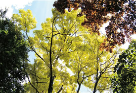 青空に映える美しい黄色の葉 ニセアカシア‘フリーシア’（茅野市 パラクライングリッシュガーデン）