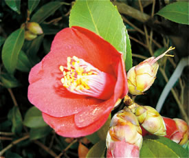 茶花で人気の紺佑助(九州 朝倉市)