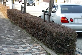 ベニバナトキワマンサクのボーダー植栽（兵庫県宝塚市 道路緑化）