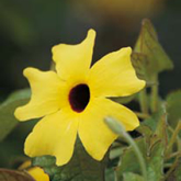 特徴的な花のツンベルギア・アラタ