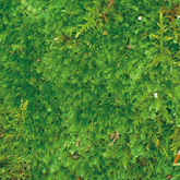 細かい葉が特徴のビロードゴケ