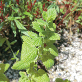 さまざまな害虫の忌避効果レモンバーム