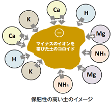 保肥性の高い土のイメージ