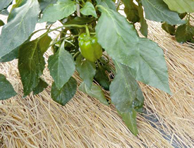 苗を植えつけた時には必ず敷きわらでマルチングしましょう